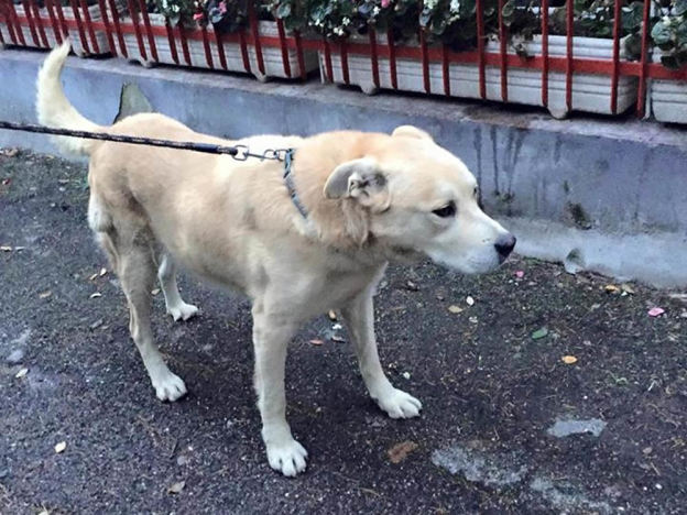 cane_igor_laura_ciabatta_alessia_valenti