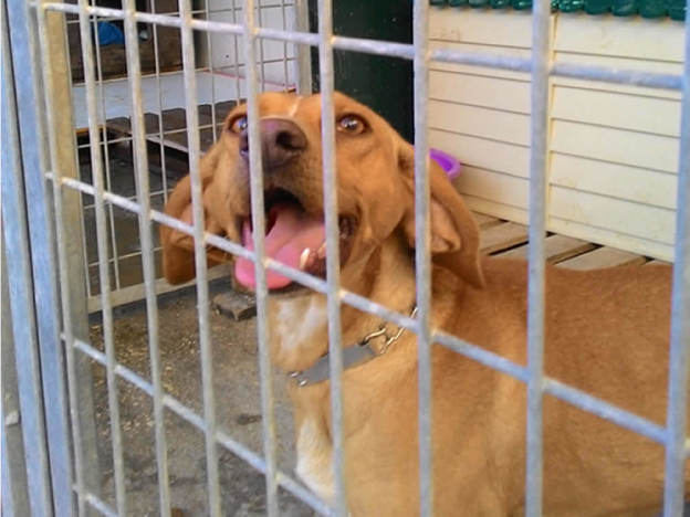 cane_istituto_magistrale_2