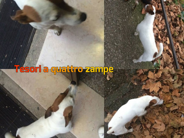 cane_jack_russel_p&f