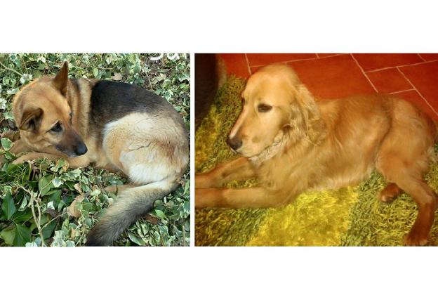 cane_lucky_davide_festuccia2