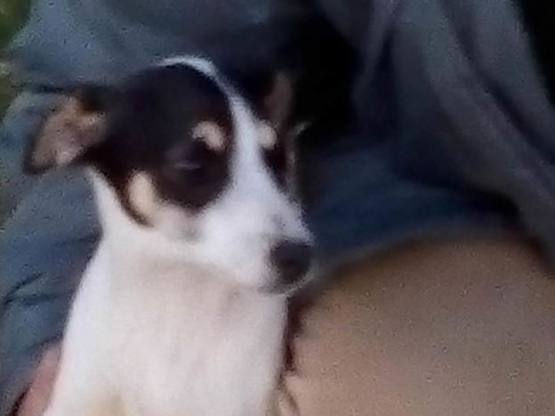 cane_madonna_del_passo_silvia_masci