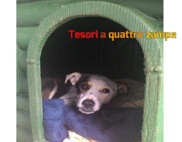 cane_mantello_bianco_cuccia_canile_sanitario_adf