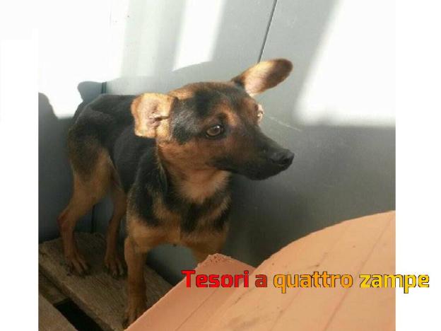 cane_mantello_marrone_canile_sanitario_adf
