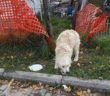 cane_maremmano_bianco_nuvola_santa_rufina_raffy_