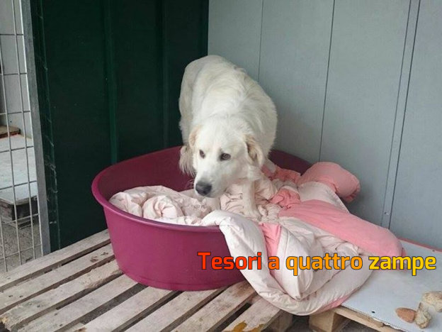 cane_maremmano_canile_sanitario_bis_adf