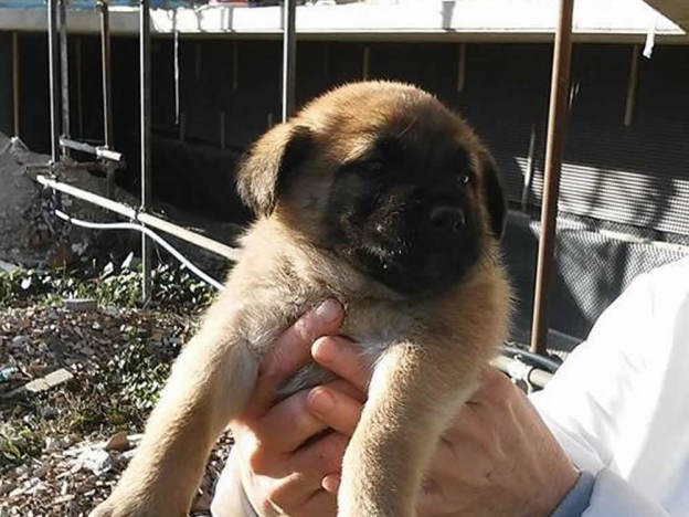 cane_maschietto2_basilicata_elisa_milano