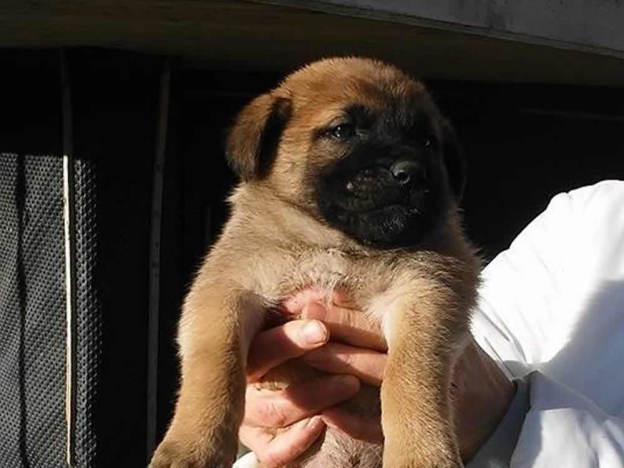 cane_maschietto4_basilicata_elisa_milano