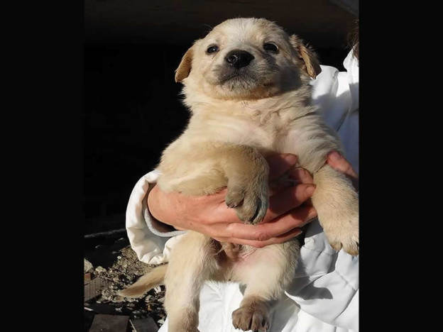 cane_maschietto_basilicata_elisa_milano