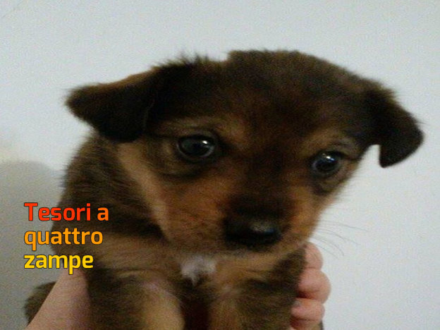 cane_maschietto_vdr