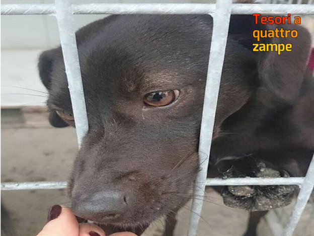 cane_medio_marrone_scuro_canile_sanitario_adf