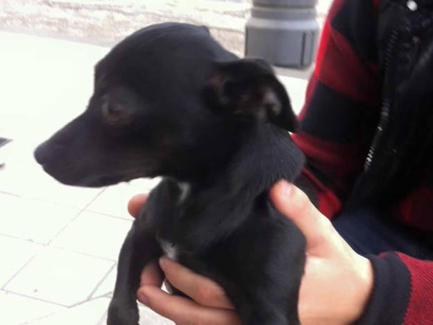cane_nero_andrea_buffa