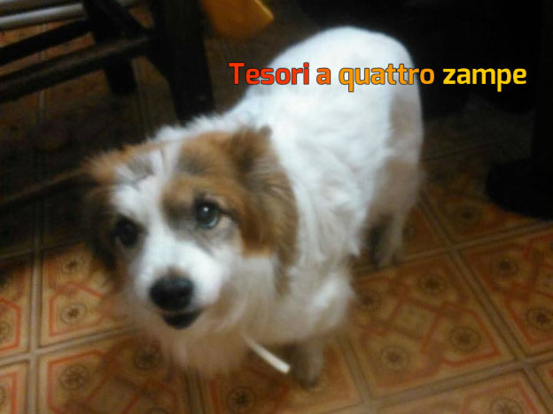 cane_nonno_frenk5