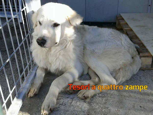 cane_pastore_maremmano_canile_sanitario