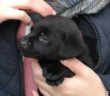 cane_penelope_labrador_adottata_claudia_mari_skyline_