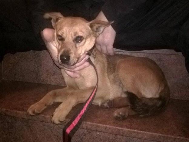 cane_piana_reatina_via_criano_sara