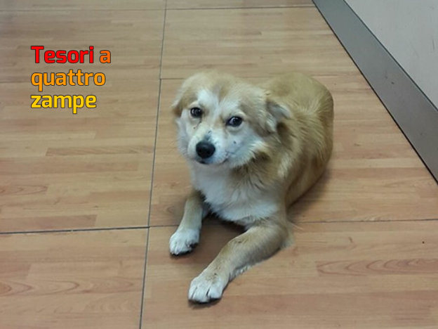 cane_polizia_municipale_rieti