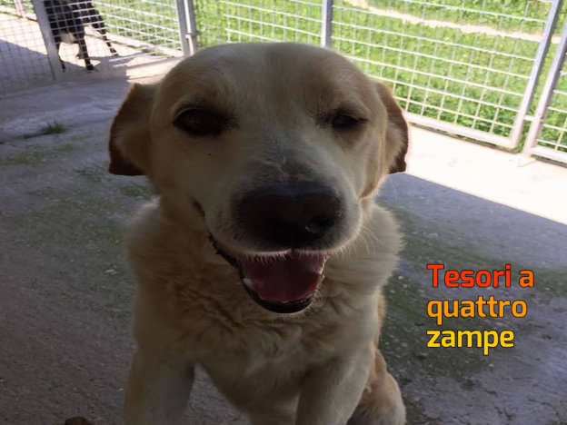 cane_pongo_clara_gregori_raffy