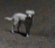cane_quattro_strade_dania_canuti_