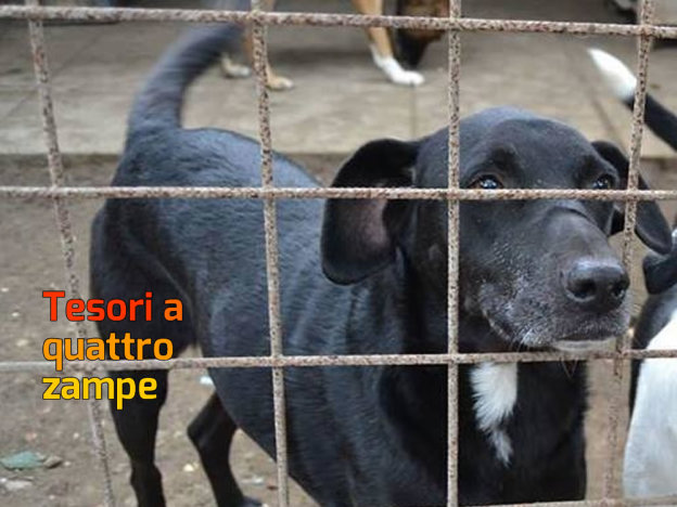 cane_raul_imma_mirto