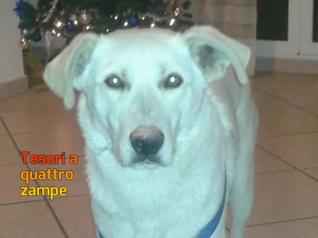cane_rocky_laura_costa