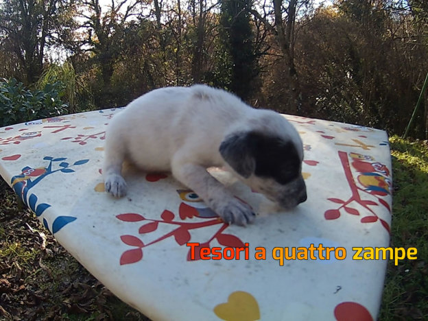 cane_sabrina6