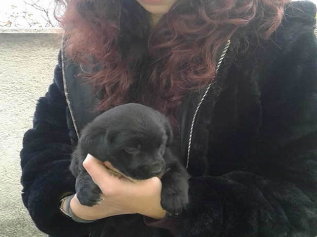 cane_simil_labrador_femmina_adottato_mari_skyline