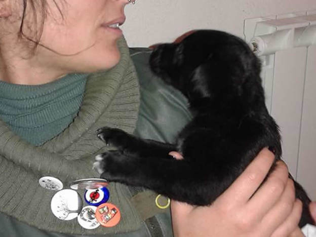 cane_simil_labrador_otello_adottato_mari_skyline