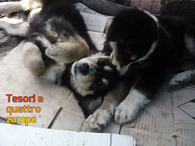 cane_sorelle_lorella_de_grazia
