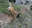 cane_spitz2