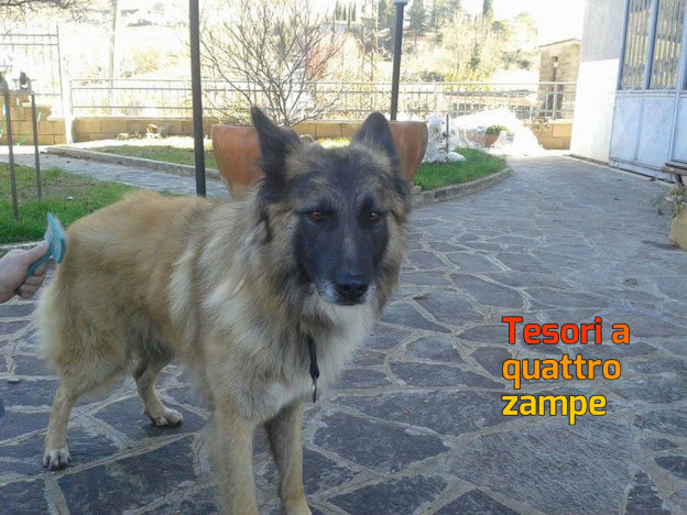 cane_spitz_adottato
