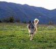 cane_spitz_mtr_