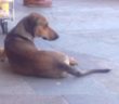 cane_tigre_