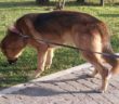 cane_tommy_adottato_alessia_valenti_