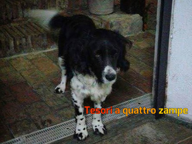 cane_torri_in_sabina_p&f