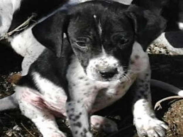 cane_velino_da_far_adottare_bianconero
