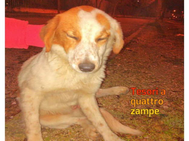 cane_via_einaudi
