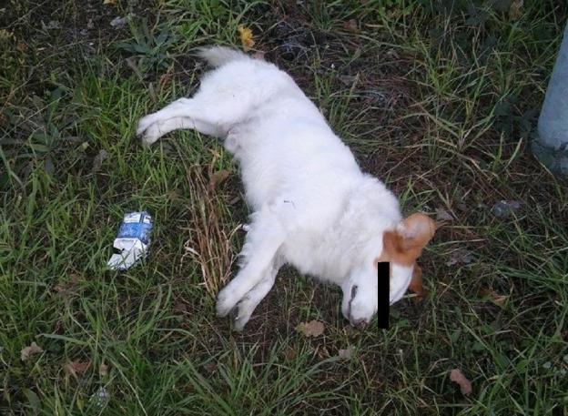 cane_volpino_morto_via_del_terminillo