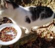 gatto_carola_mariani_quattro_strade_