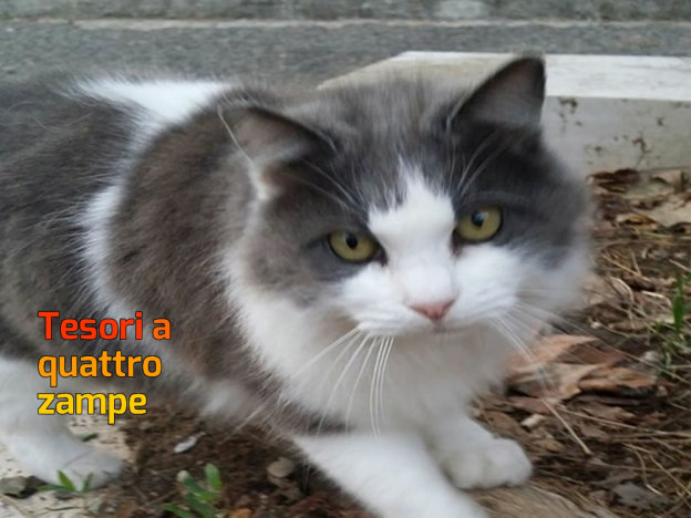 gatto_cerca_stallo_roma_cavalieri_robertacarmen