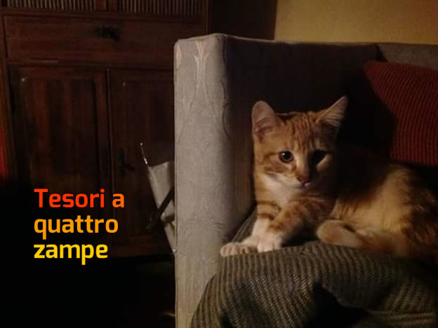gatto_gatta_coraline