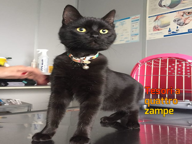gatto_gatta_nera_bar_luwak_eleonora_grillotti2