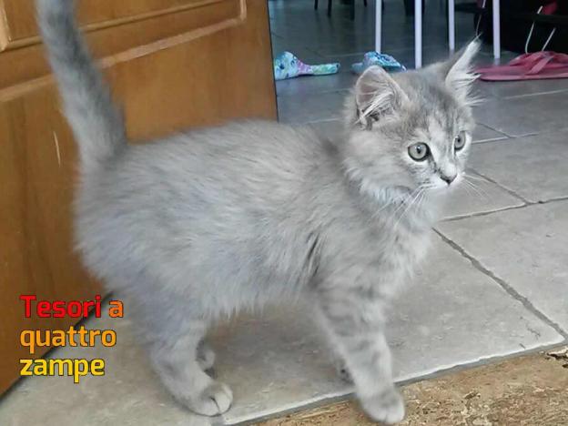 gatto_gatta_valle_falsa_sabina_anna_linda_da_far_adottare