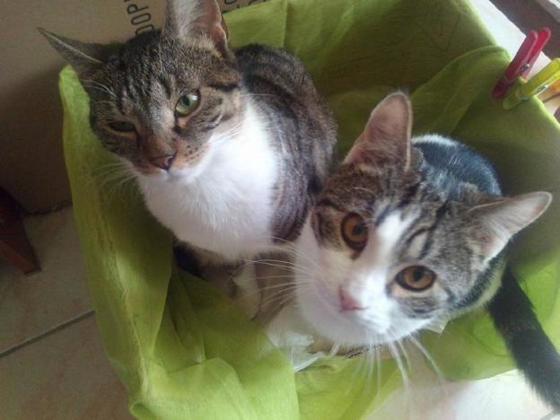 gatto_gatti_alvin_e_astrid_mtr