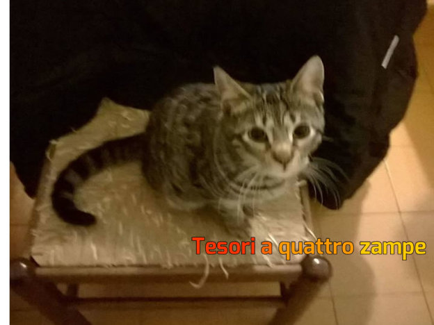 gatto_gattino_ipovedente_mtr