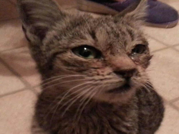 gatto_gattino_malato_silvia_masci