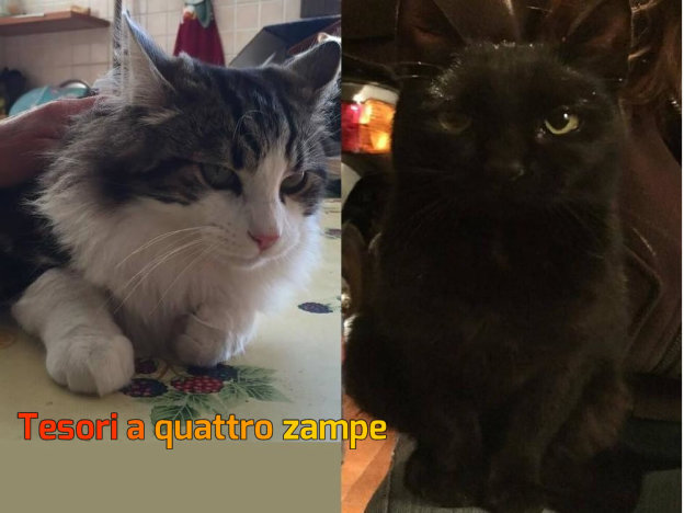 gatto_isabella_e_gaia_vdr
