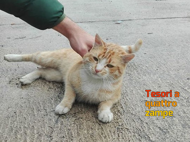 gatto_macelletto_sara_
