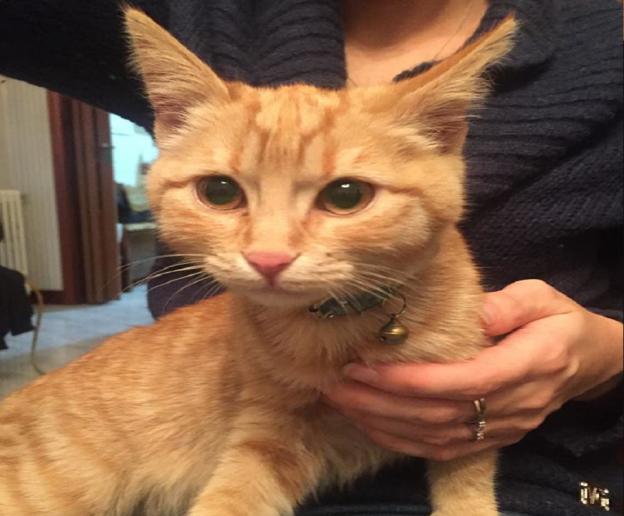 gatto_madonna_del_passo_amelie