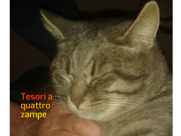 gatto_mousse_vdr