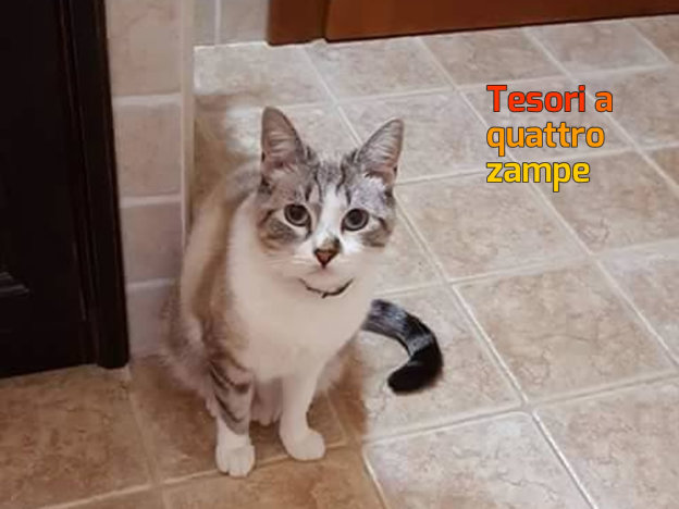 gatto_pepe_sara_frattali